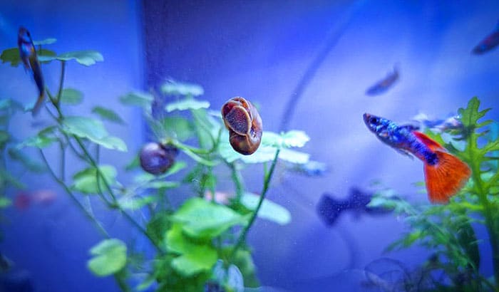 how do you get rid of snails in a fish tank