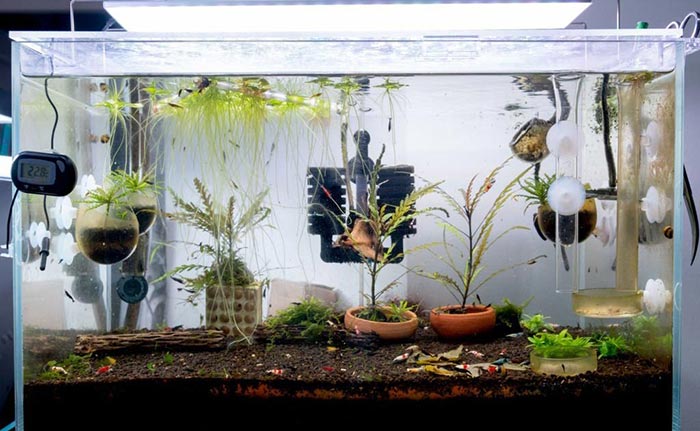 How to Fish Tank Filter - National Park Aquarium