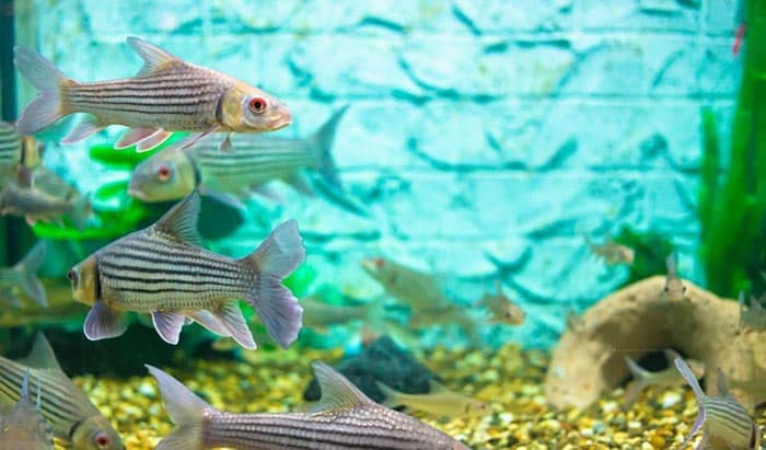 tips for attaching aquarium backgrounds