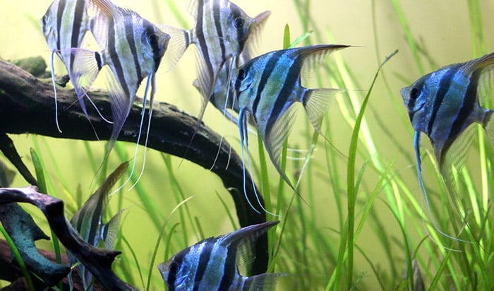 angel fish attacking other angelfish