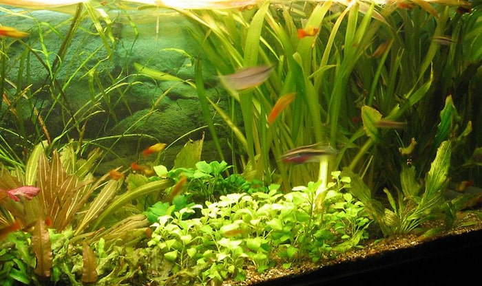 tips to prevent aquarium plants from turning brown