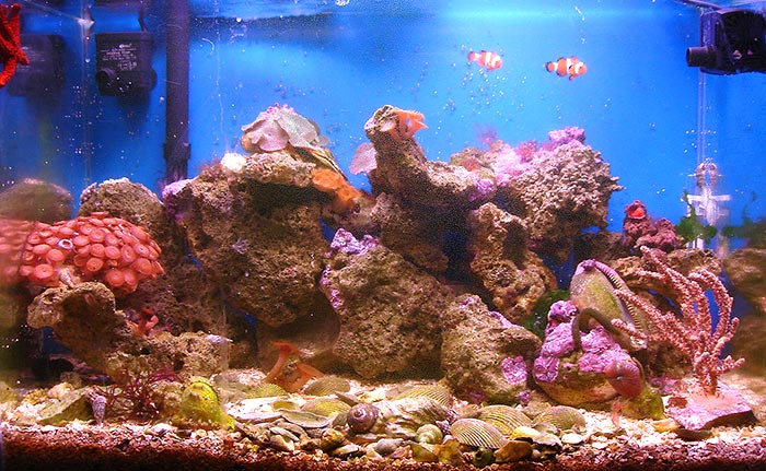 best light for nano reef