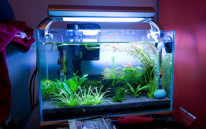 Weiland lip Onnodig 5 Best Filter for Shrimp Tank in 2023