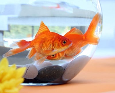 can goldfish kill each other