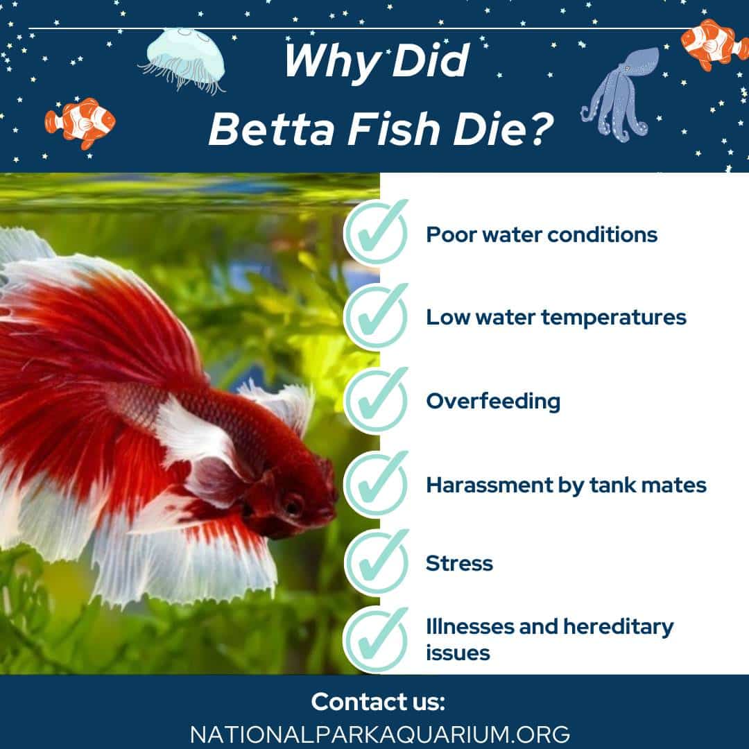 How Do Betta Fish Die