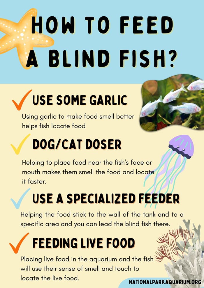 how to feed a blind fish