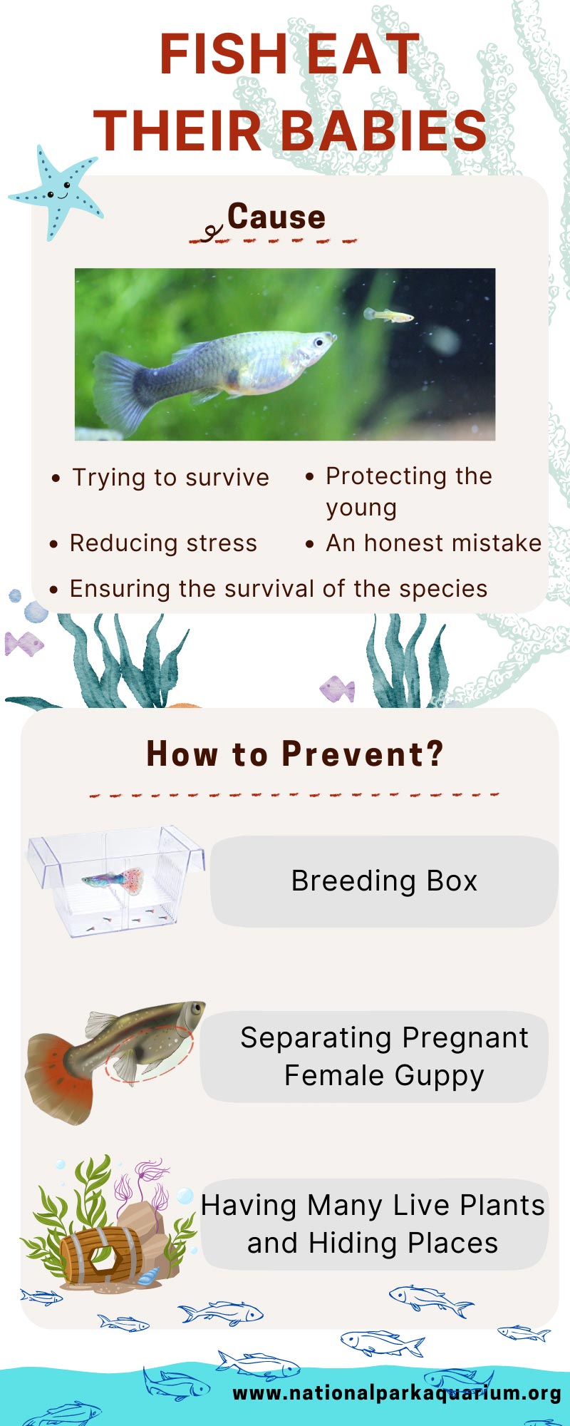why do fish eat their babies infographic