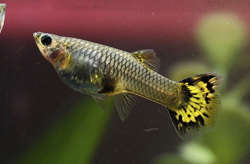 how do you breed guppy fish