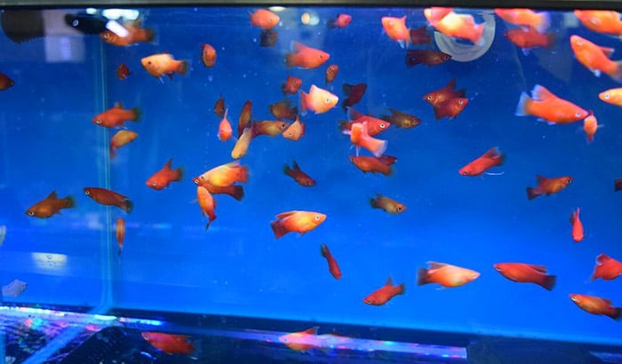 how do you breed platy fish