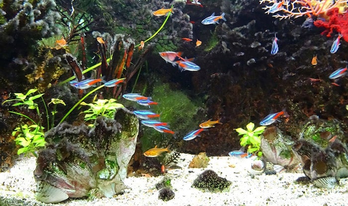 how to choose a tetra fish