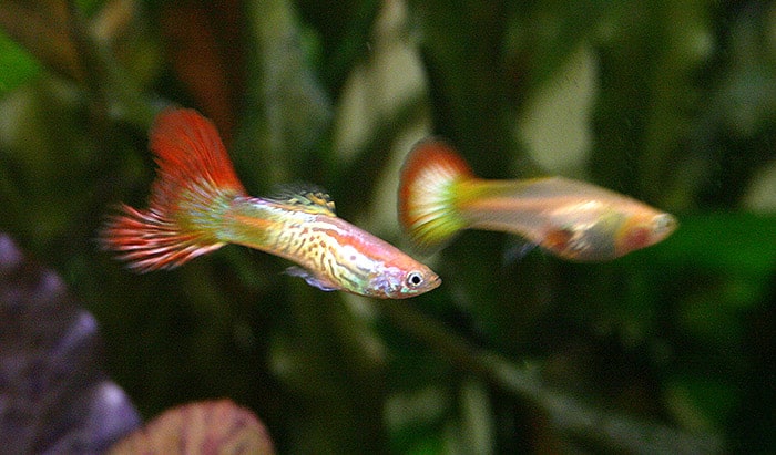 male vs female guppy fish