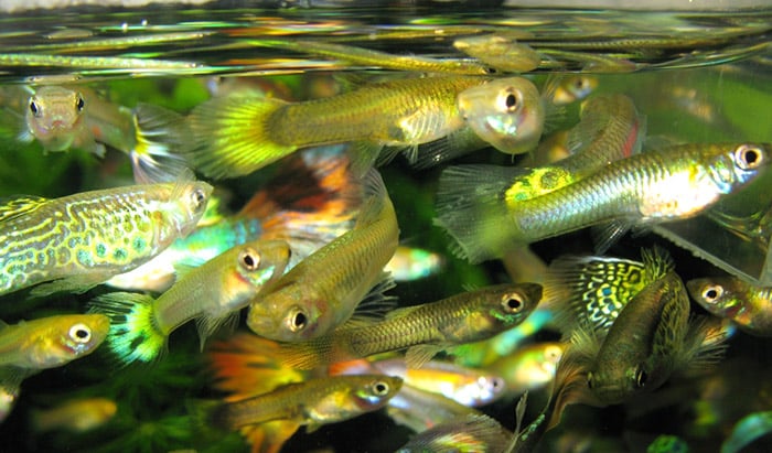 types of guppy fish