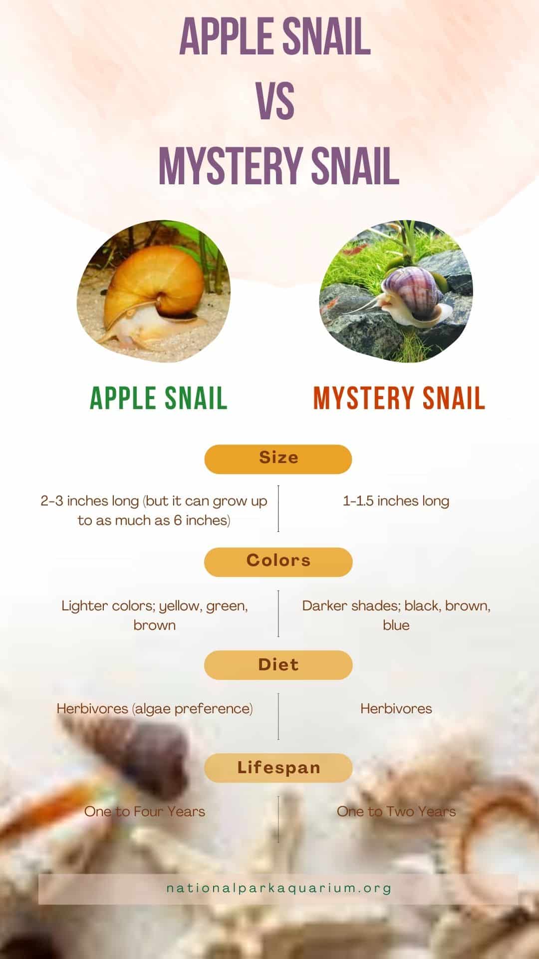 apple snail vs mystery snail