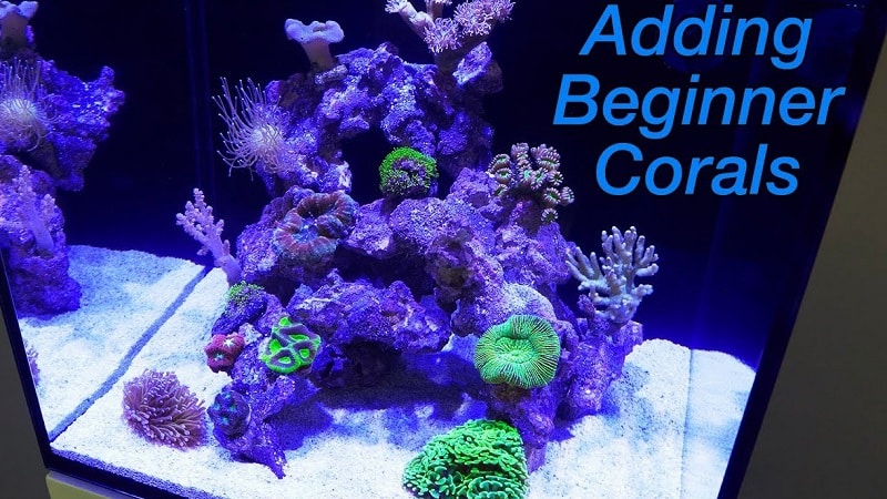 Adding Coral to Aquarium