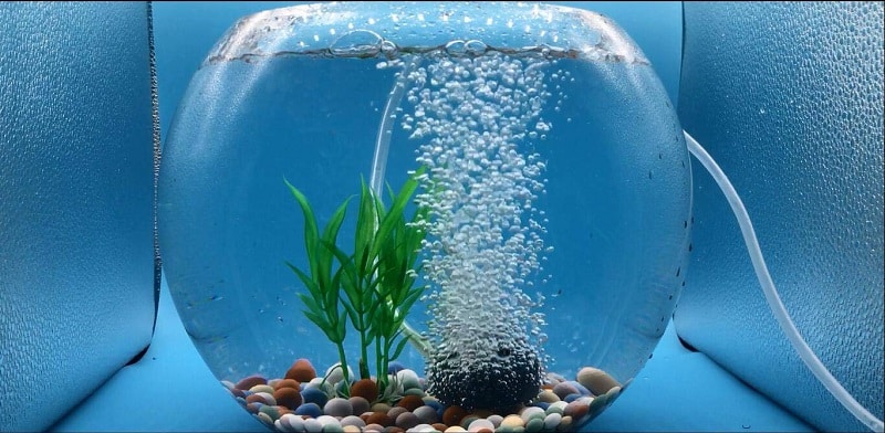 air stone in aquarium