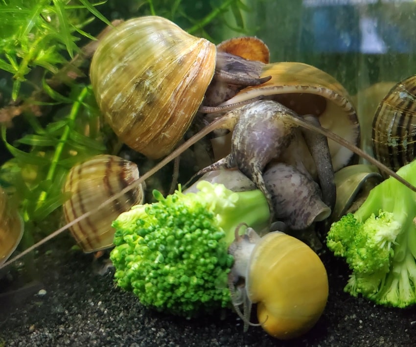 Apple Mystery snail: Diet