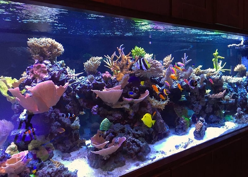 best way to clean aquarium decorations