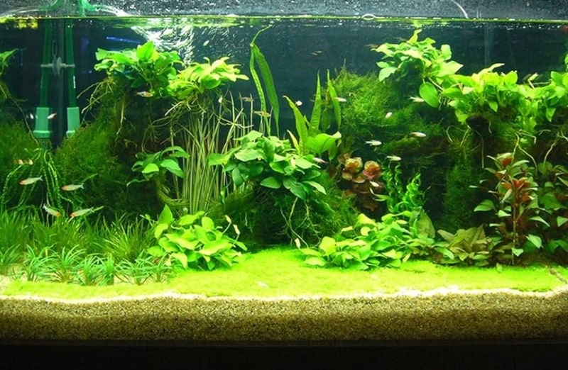 Background for fish tank