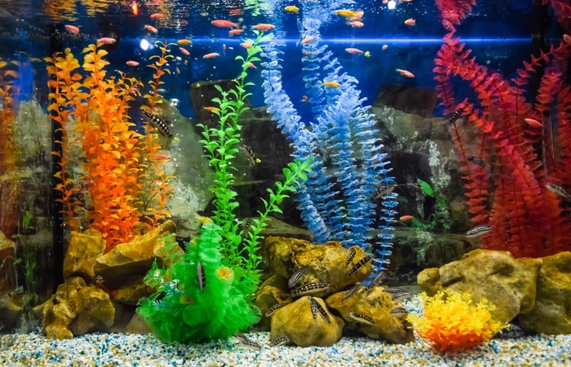Install aquarium backgrounds