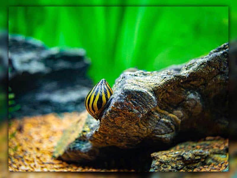 Nerite Snails for betta mates fish