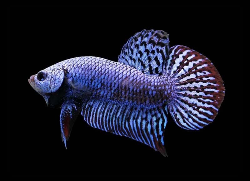 blue alien betta fish