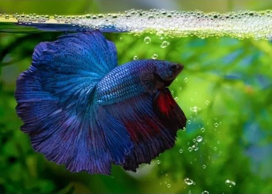 Betta Fish Wallpapers HD ! on the App Store
