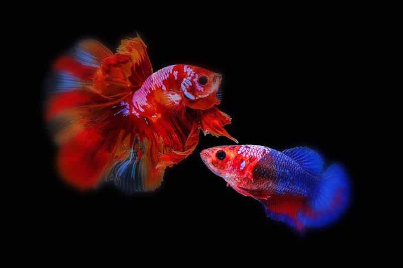 Will a male and female betta fish kill each other