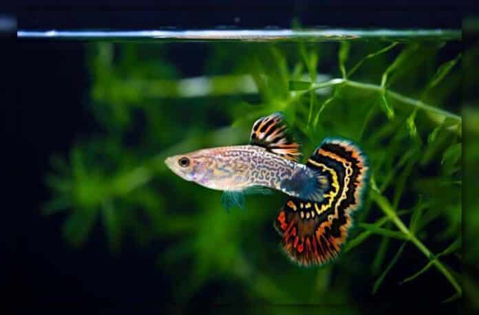 19 Amazing Fish For 20 Gallon Tank With Pictures   Fish For A 20 Gallon Tank 696x458 