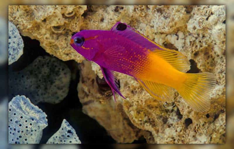 Best fish to try for your 20 gallon aquarium