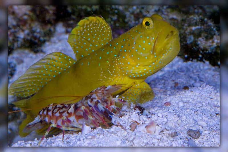 Watchman Goby IMG