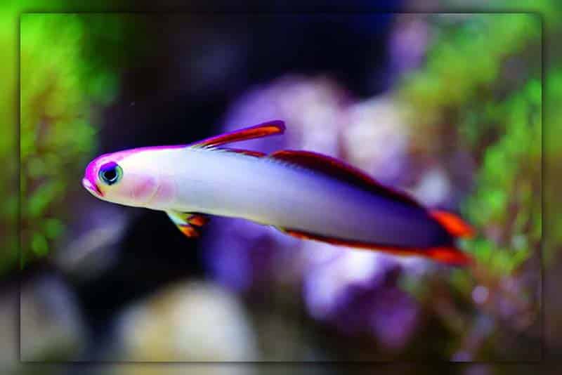 Firefish ideas for 20 gallon aquarium