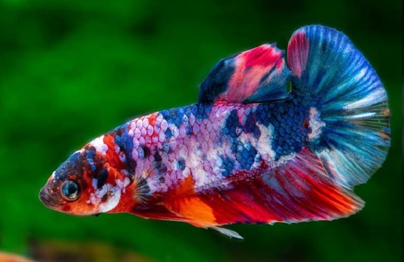 Galaxy Koi Betta Fish: Overview, Color Variant And More