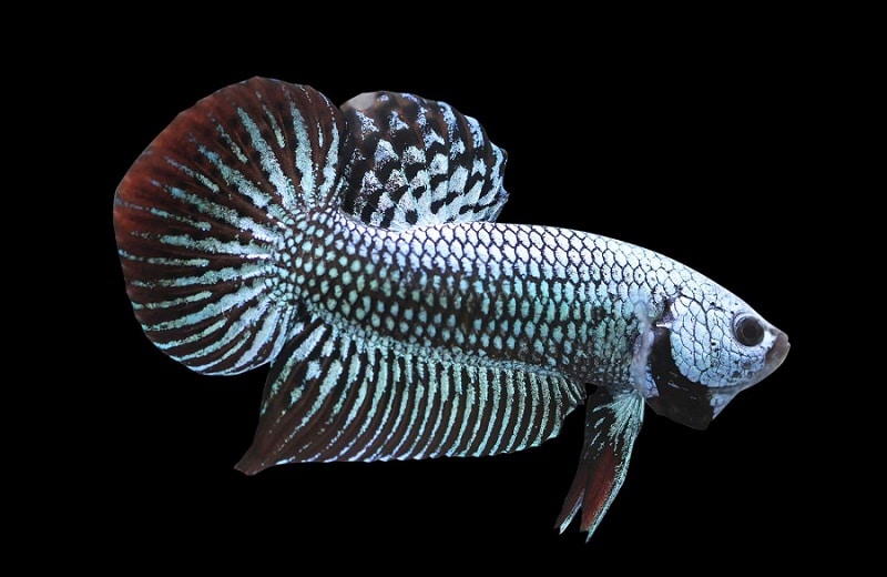 grey alien betta fish