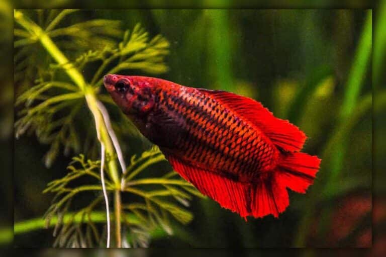 How and When Do Betta Fish Sleep (Exactly Answer)