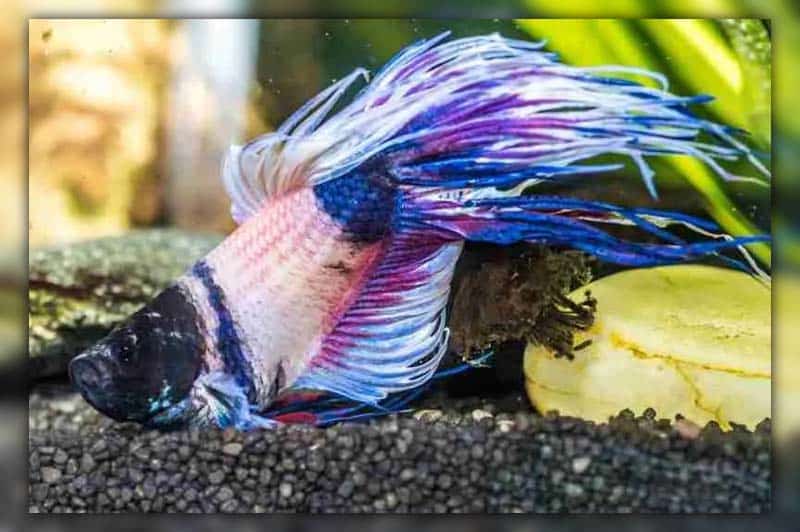Signs of a Deceased Betta