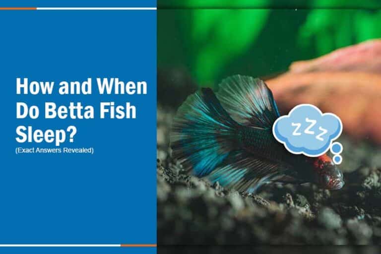 How and When Do Betta Fish Sleep? (Exactly Answer)