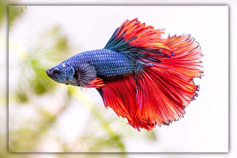 how to tell if your betta fish is unhappy