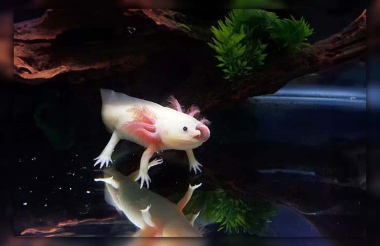 Axolotl Food: A Guide to Healthy Feeding