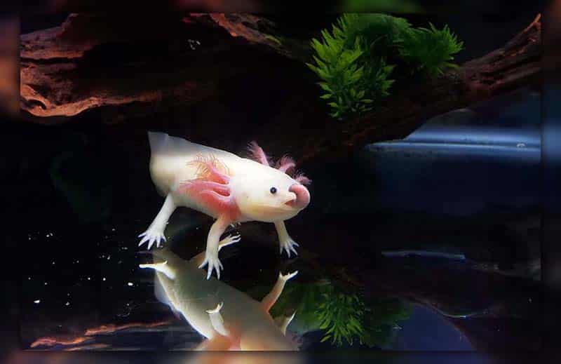 The best foods for Axolotl