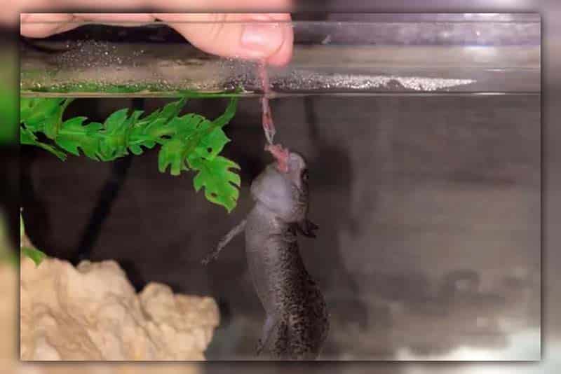 How long can an Axolotl fast