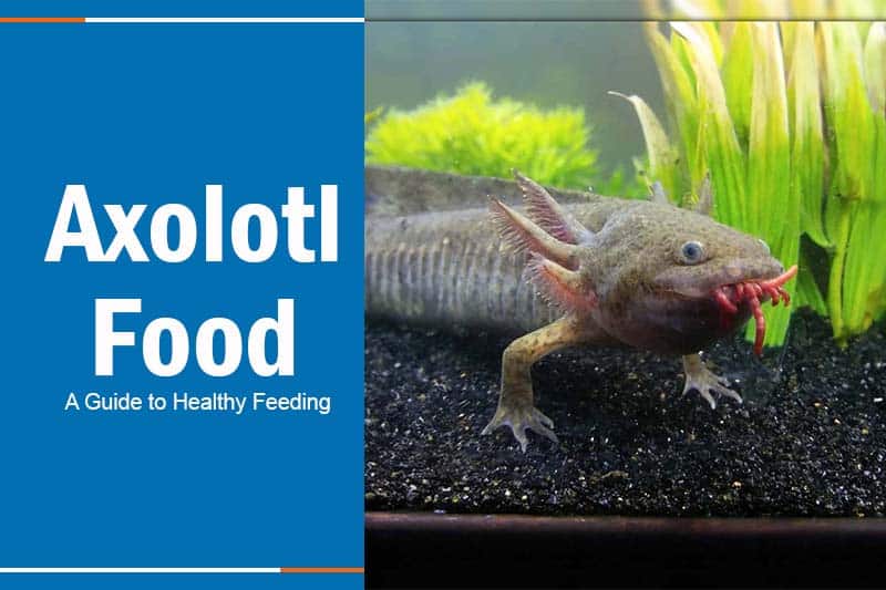 Axolotl feeding 
