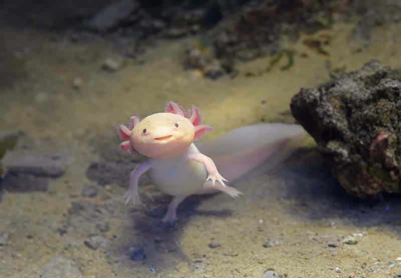 Your axolotls might bother other tank mates