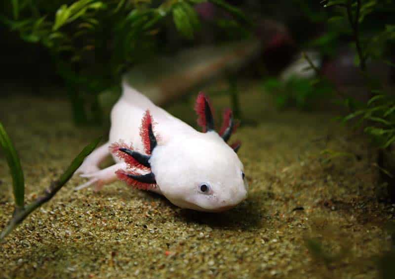 Axolotl might sneak up on resting fish at night.