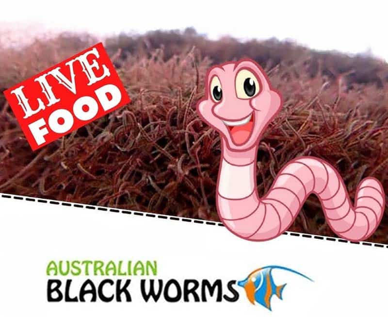 Live Blackworms food for Betta