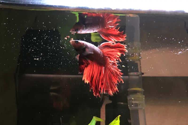 My betta is not eating