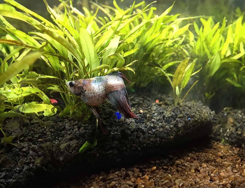 Digestive issues cause your betta fish to spit out their food.