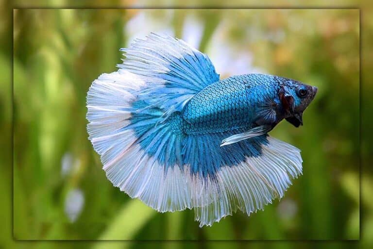 Halfmoon Betta Fish: Types, Colors and Care (with Pictures)