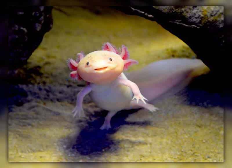 Axolotls are a type of salamander