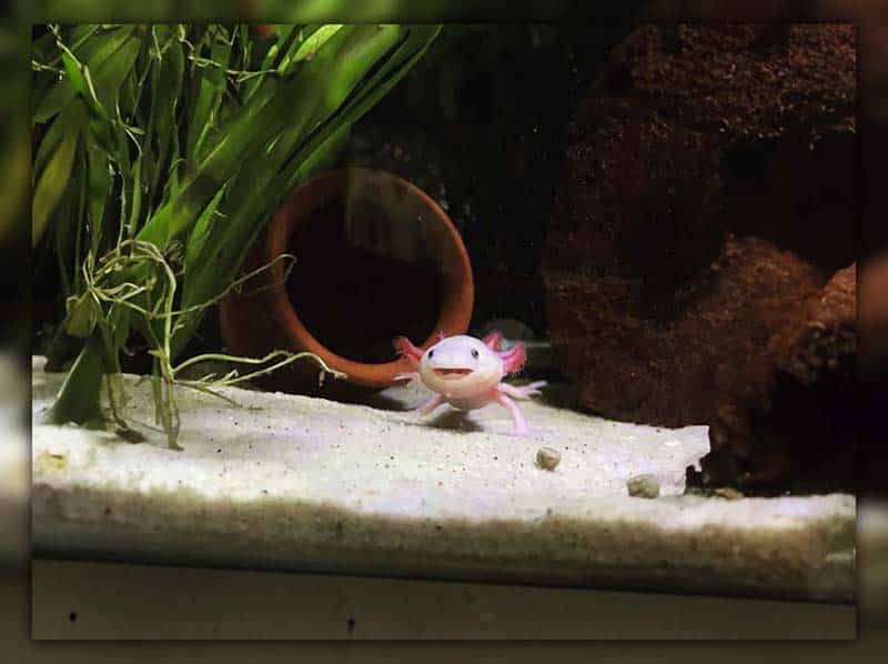 What to do when an Axolotl is out of the water