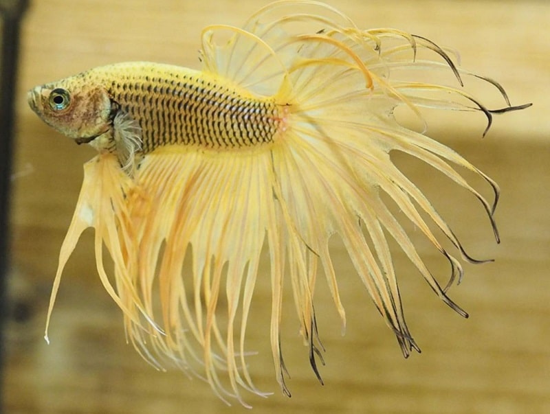Gold Crowntail Betta